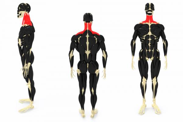 How to strengthen your neck muscles