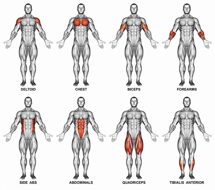Muscle Groups