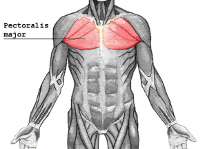 Barbell Bench Press (Pectorals)