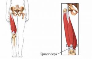 Barbell Squats (Quadriceps)