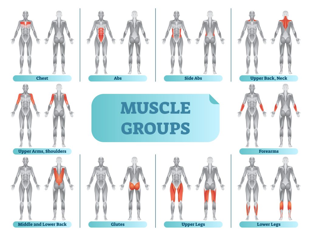 Basic Muscle Groups For Beginners | Rdxsports