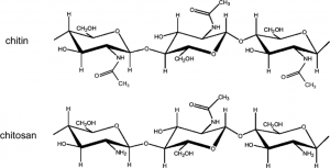Chitosan | weight loss supplements