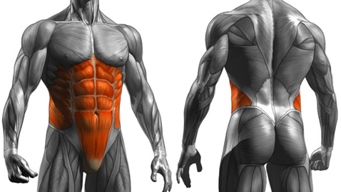 The Core Muscles