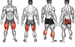 Glutes, Quads, Hamstrings, Calves