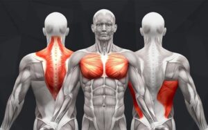 Upper Back, Shoulders, Arms, Chest, Lower Back