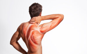 Fundamentals of Muscle Mass